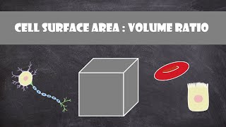 Cell Surface Area Volume Ratio  Cell Biology [upl. by Liss186]