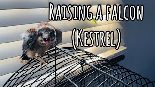 Raising a FALCON Kestrel indoors  MUST WATCH THE END 🤭 [upl. by Kcirneh]