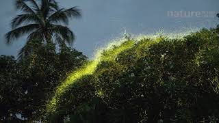 Timelapse of fireflies Lampyridae flying around a tree Bicol Philippines [upl. by Notloc]