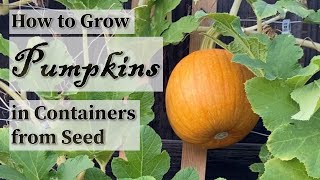 How to Grow Pumpkins in Containers from Seed  Easy planting guide [upl. by Rede896]