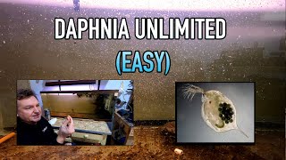 How I Raise Daphnia Water Fleas And You Can Too [upl. by Lama732]