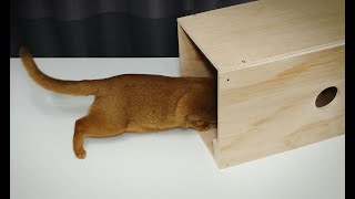 How to make Cat Trap [upl. by Ydospahr]