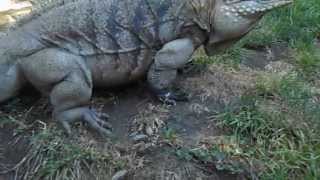 Only Voice Trained Giant Iguana in the World [upl. by Ecirtael]