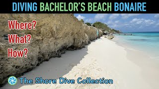 Diving Bachelor’s Beach Bonaire  The Shore Dive Collection  TropicLens  4K [upl. by Luca]