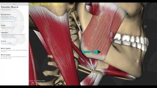 Muscles of Mastication Smart Lecture [upl. by Essila]