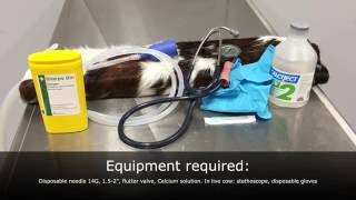 Hypocalcaemia in cattle intravenous IV injection practical [upl. by Htebirol]