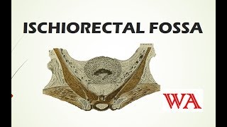 Ischiorectal Fossa  World of Anatomy [upl. by Notna924]