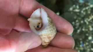 Marine Animal Adaptations Sea Snails [upl. by Eleinad]