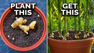 How to Grow Ginger in Containers And Get a Huge Harvest [upl. by Yroc]