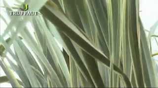 Introduction au phormium  Truffaut [upl. by Submuloc280]