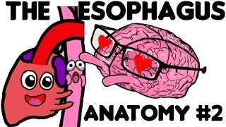 The Esophagus Anatomy PART 2 [upl. by Aushoj]