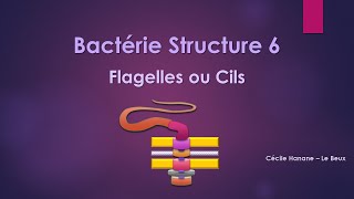 Bactérie Structure 6 FLAGELLES CILS [upl. by Kirtap135]