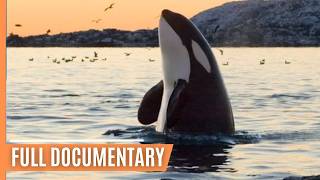 Killer whales hunting in Olympic National Park  Full Documentary [upl. by Wynnie]