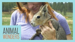 New Baby Patagonian Cavy [upl. by Zabrina]