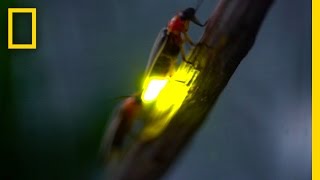 Watch Fireflies Glowing in Sync to Attract Mates  National Geographic [upl. by Arihsa]