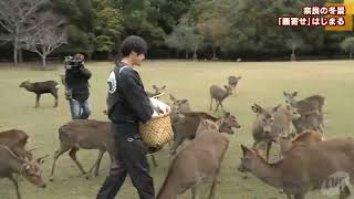 奈良の冬景 奈良公園の「鹿寄せ」はじまる [upl. by Nnylrefinnej915]