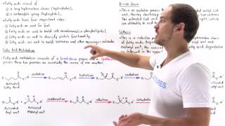 Introduction to Fatty Acid Metabolism [upl. by Aehsal117]