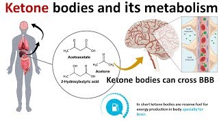 ketone bodies and its metabolism [upl. by Yrac739]