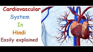 Cardiovascular system in hindi  functions  structure  pulmonary and systematic circulation [upl. by Pen470]