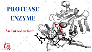 PROTEASE ENZYME An Introduction [upl. by Rese]