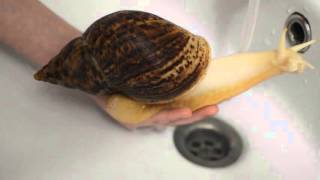 Snail Achatina [upl. by Noiramaj]