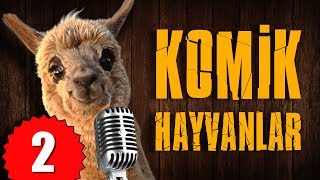 Pisi TV Komik Hayvanlar 2  Bu Hayvanlar Konuşuyor [upl. by Sayed]