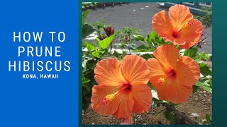 How to Prune Hibiscus  Pruning stimulates growth [upl. by Dyann743]