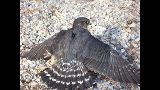 Merlins in falconry [upl. by Robins499]