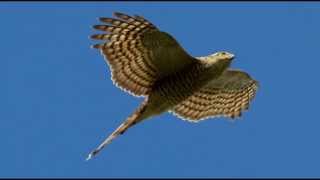 Sparrowhawk Bird Call Bird Song [upl. by Papagena110]