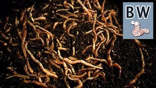 Worm Breeding Step by Step [upl. by Puett]