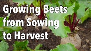 Growing Beets from Sowing to Harvest [upl. by Fugate]