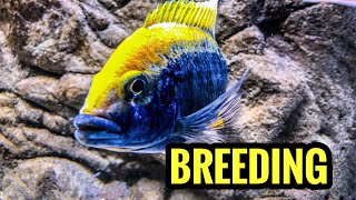 Breeding African Cichlids Is Easy [upl. by Pantia]