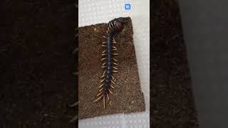 Scolopendra gigantea vs Dorcus titanus palawanicus [upl. by Kippy]