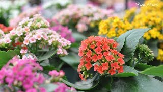 Fun Facts About The Kalanchoe Plant [upl. by Cinomod]