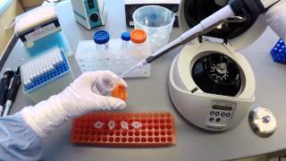 DNA Extraction Protocol  Part 2 [upl. by Witcher969]