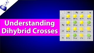 Dihybrid Genetic Cross [upl. by Kelcie]