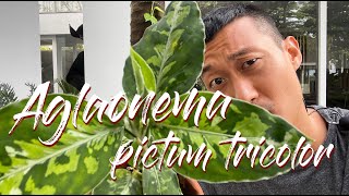 Aglaonema pictum tricolor care and propagation [upl. by Pattie198]