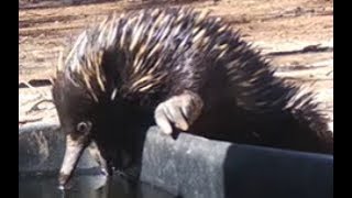 Echidnas  egglaying mammals [upl. by Grane]