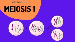 Meiosis 1  Crossing over and Phase identification [upl. by Liu]