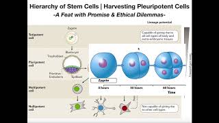 Whats the Deal with Induced Pleuripotent Stem Cells iPSCs [upl. by Angrist]