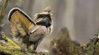 Voices Ruffed Grouse [upl. by Temirf]