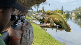 Wild 22 Cal Air Rifle Iguana Hunting Florida Iguana Removal [upl. by Ran]