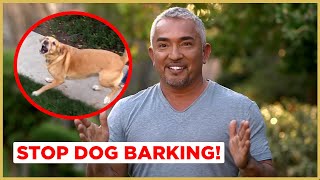 How to Stop Dog Barking  Cesar 911 [upl. by Aihtebat]