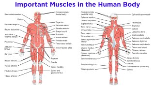 The Muscular System [upl. by Eniluqaj]