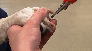 How to Trim Dogs Nails  Canine Nail Trim [upl. by Ecirtap799]