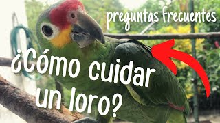 COMO CUIDAR UN LORO  Preguntas Frecuentes [upl. by Mercado]