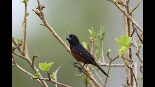 BEST TRAINING SONG quotPIJEPIJEquot Picolet  Curió  Chestnutbellied Seedfinch  Oryzoborus angolensis [upl. by Yeldud]