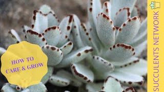 How To Grow amp Care For Kalanchoe Tomentosa Panda Plant [upl. by Laerdna524]