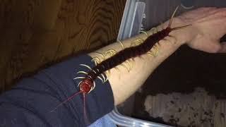 Scolopendra gigantea handling [upl. by Pages]