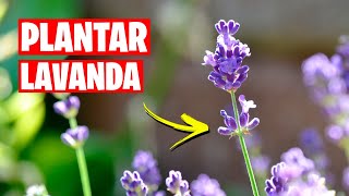 Como Plantar LAVANDA 🌿 Aromática IMPRESCINDIBLE  La Huerta de Ivan [upl. by Seravart688]